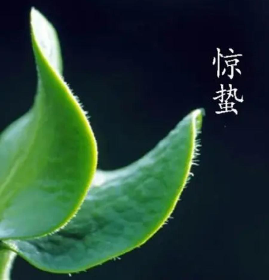 【国风燕赵诗社】北京诗人文坛娇子齐丽军老师个人诗词专辑!(图13)