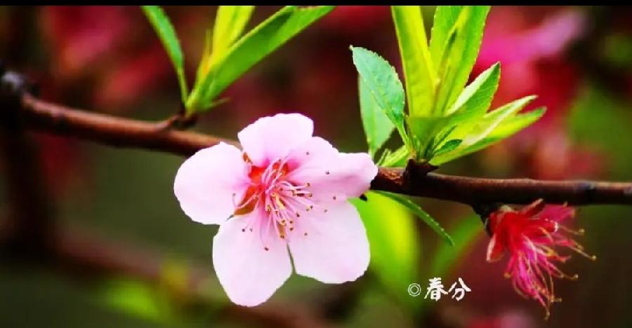 【国风燕赵诗社】北京诗人文坛娇子齐丽军老师个人诗词专辑!(图15)