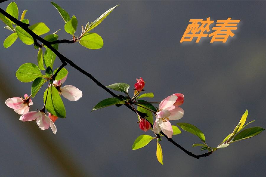 【国风燕赵诗社】优秀诗人高和平老师个人诗词专辑！（一）（图12）