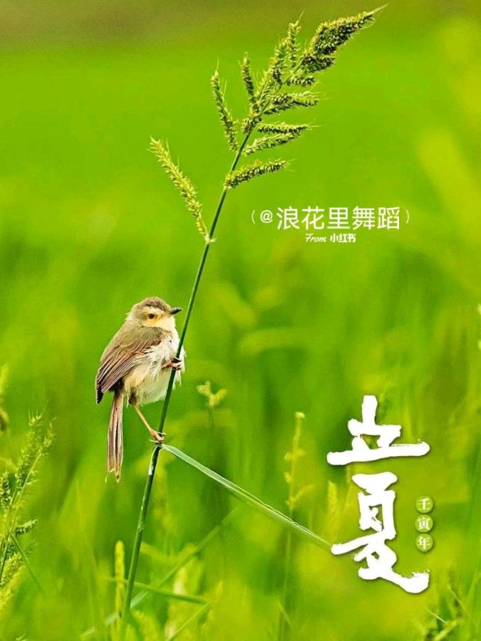 《九江文学社：北京头条》《甲辰立夏节气》专刊（图23）