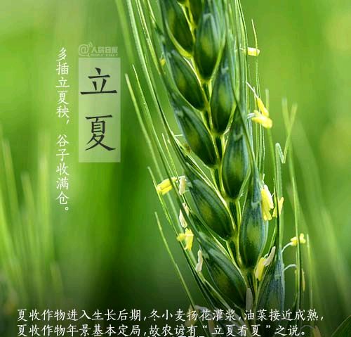 《九江文学社：北京头条》《甲辰立夏节气》专刊（图29）