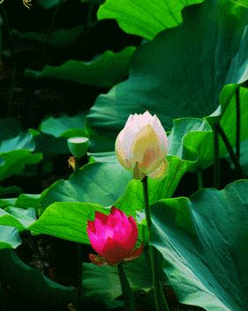 荐赏【名家风采】短中有长(组诗)//作者:何鹰//《华夏诗人》征稿//都市头条(图5)