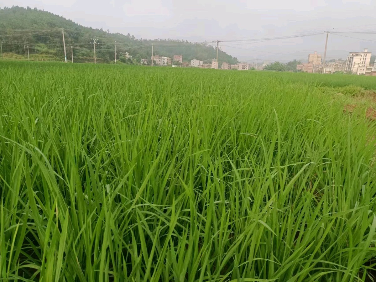 作者:曾培方《立夏感怀》《山茶花》9800期~新京都文艺