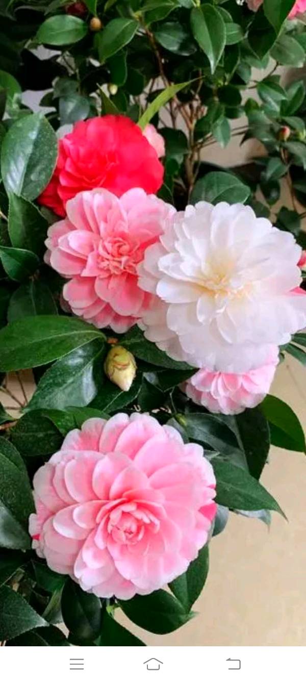 作者:曾培方《立夏感怀》《山茶花》9800期~新京都文艺(图2)