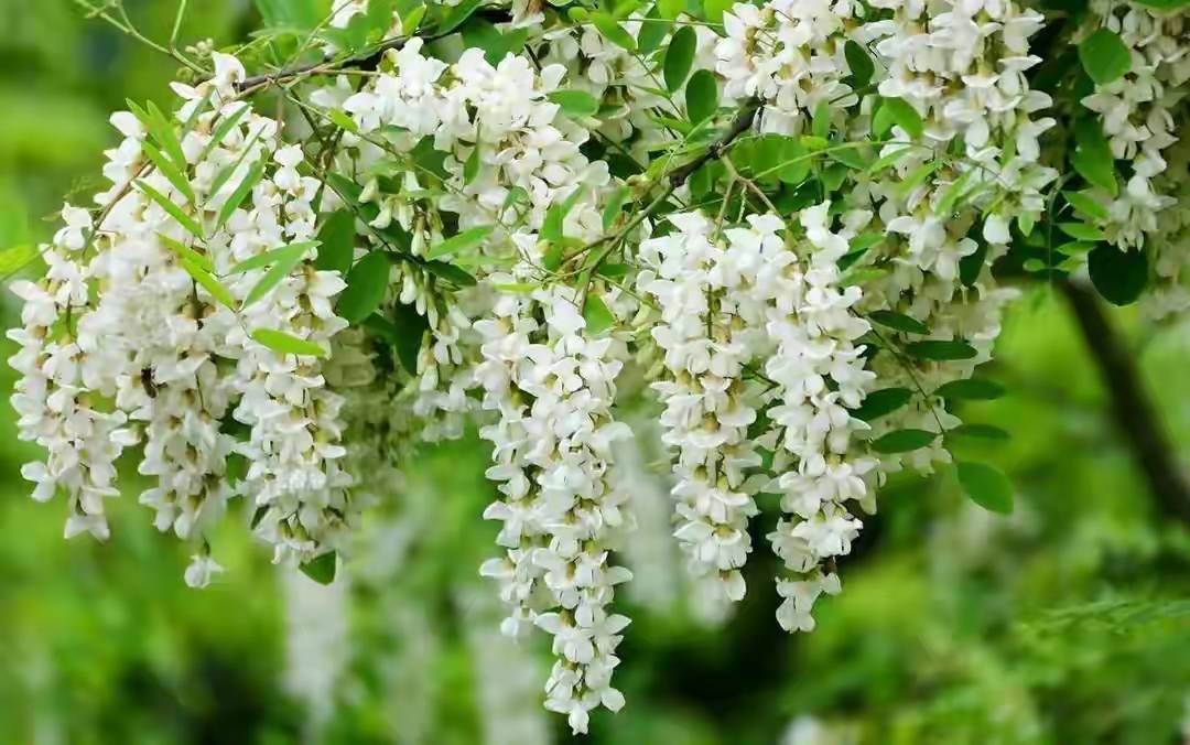 槐花吟-摄影/秦人-诗赞/罗奕梅-西银/北京头条（图2）