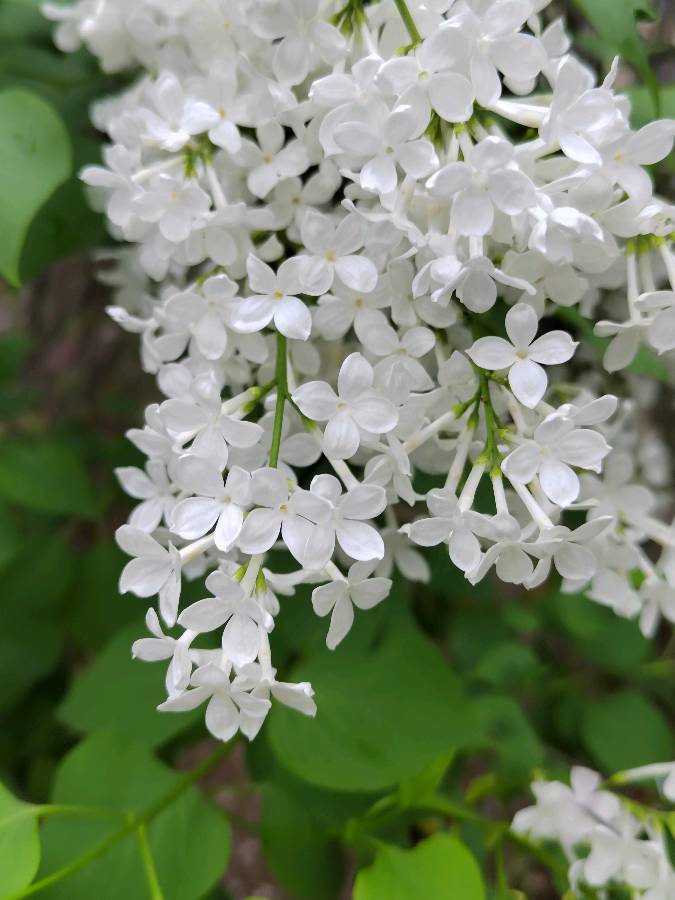 丁香花【咏花系列之一】‖巴彦诗词楹联协会【680】（图47）