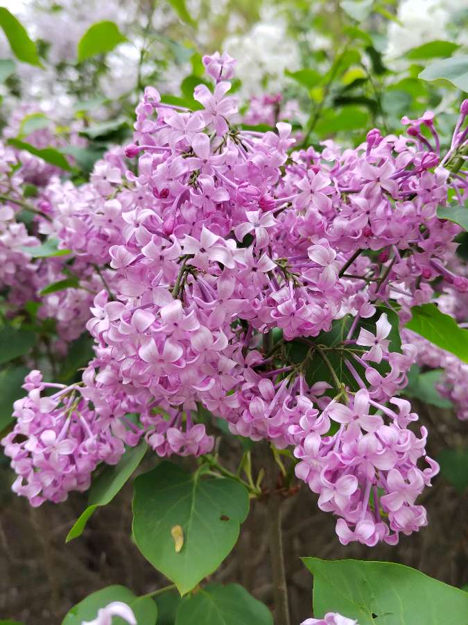 丁香花【咏花系列之一】‖巴彦诗词楹联协会【680】（图48）