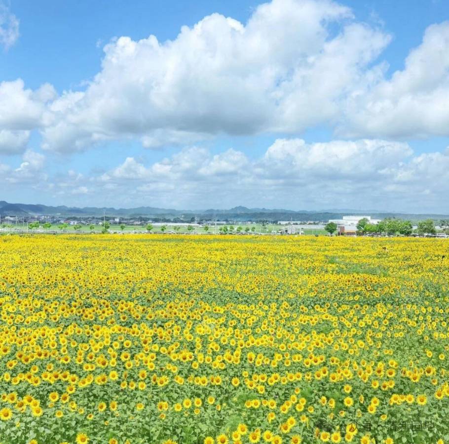请欣赏诗情画意老师美诗四首（图3）