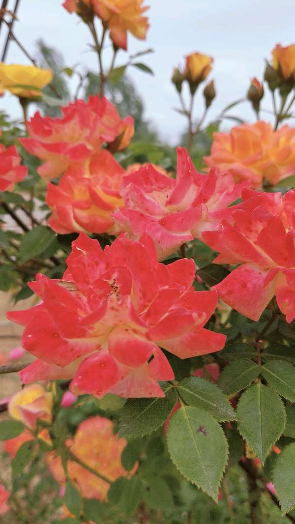 东方书剑的《七绝·月季花开》