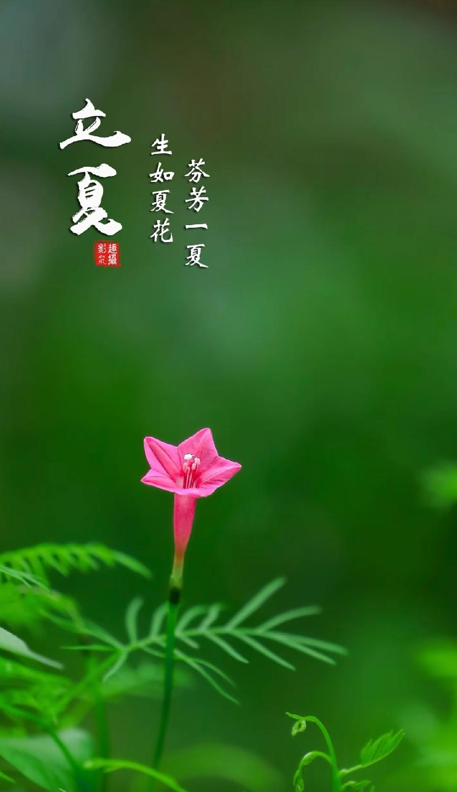 立夏～诗||旗袍（图8）