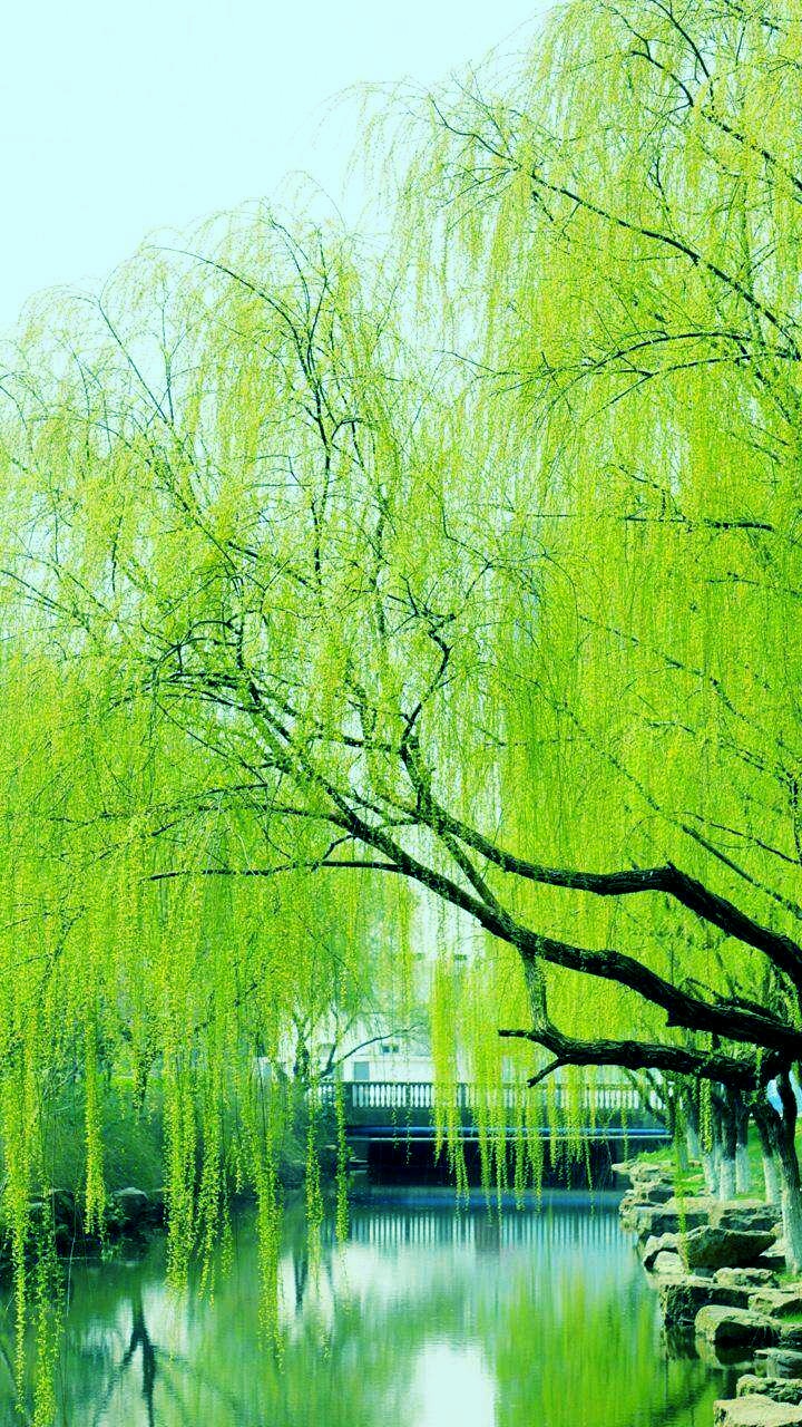 立夏～诗||旗袍（图9）