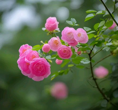 与夏天相拥 ‖ 作者/心灵活水 朗诵/蕙质兰心（图4）