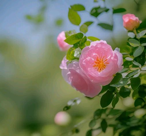 与夏天相拥 ‖ 作者/心灵活水 朗诵/蕙质兰心（图7）
