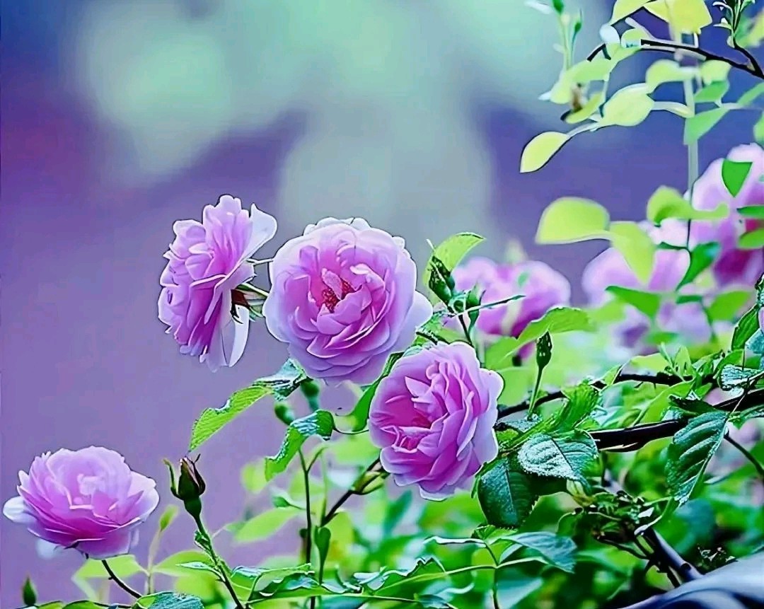 与夏天相拥 ‖ 作者/心灵活水 朗诵/蕙质兰心（图5）