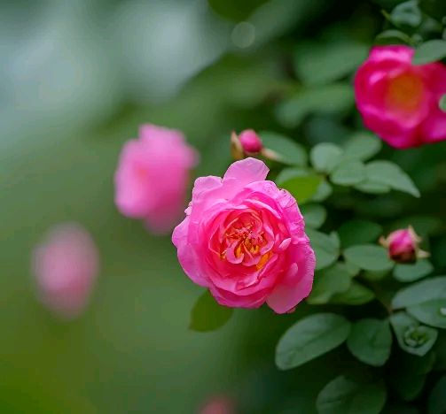 与夏天相拥 ‖ 作者/心灵活水 朗诵/蕙质兰心（图8）