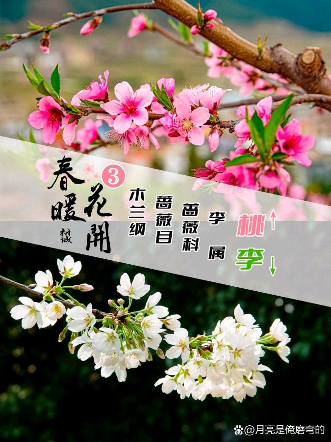 闲 叙 作者/闫明辉 朗诵/高云霞（图3）