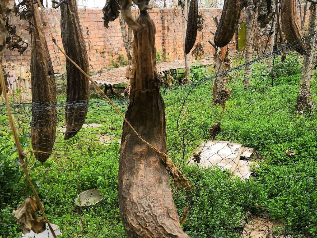 《许峰诗歌研究院》《名家名篇》 《丝瓜吟》 文/朱江（蕲春）诗说/古井（图3）