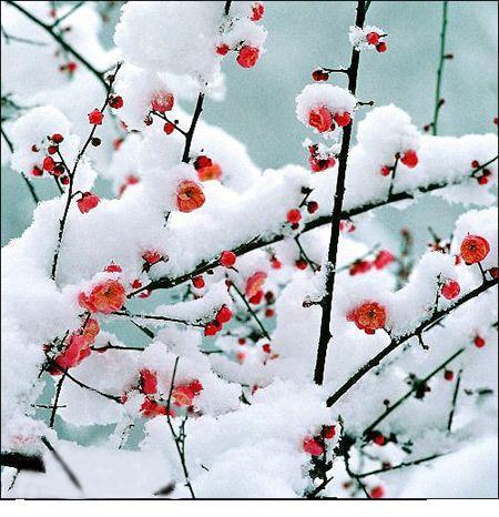 孙雪诗词精选/中华诗艺社黑龙江分社推荐（图12）