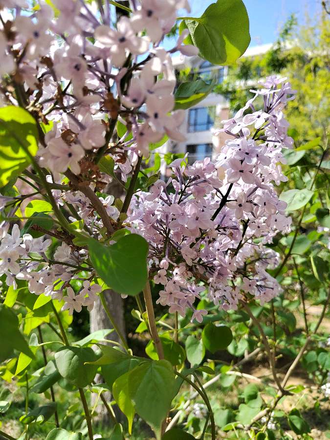 丁香花【咏花系列之一】‖巴彦诗词楹联协会【680】(图19)