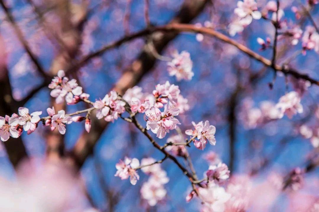海棠树下的书香情缘 ‖ 作者/侯全义 朗诵/白纸坊街道朗诵艺术团（图9）