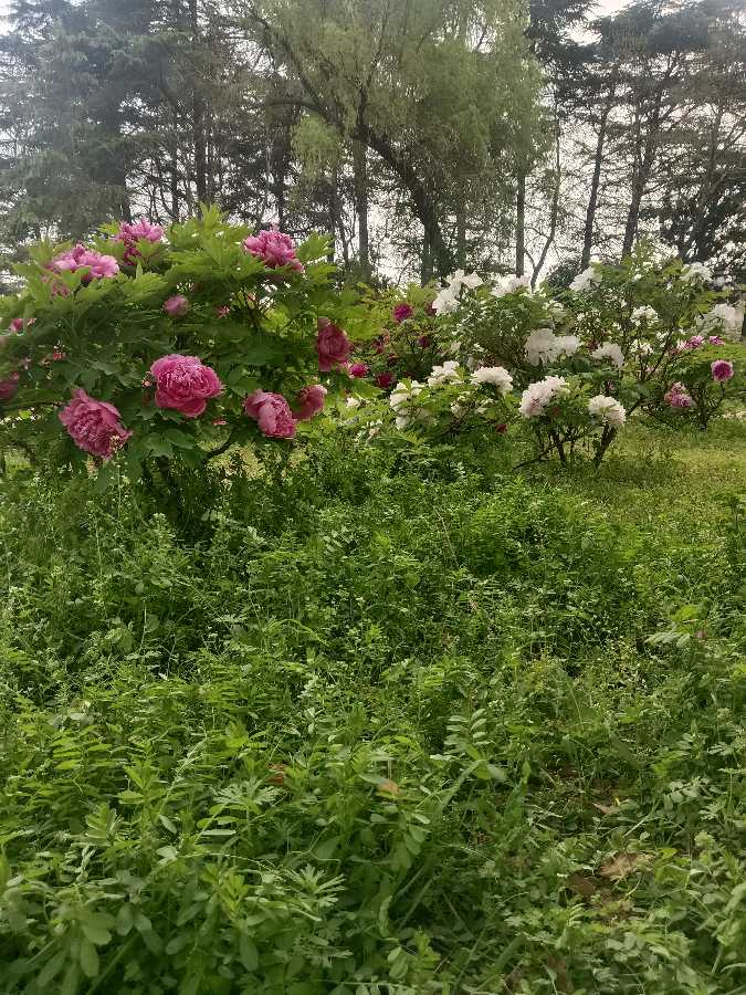 李凤江七绝七律欣赏