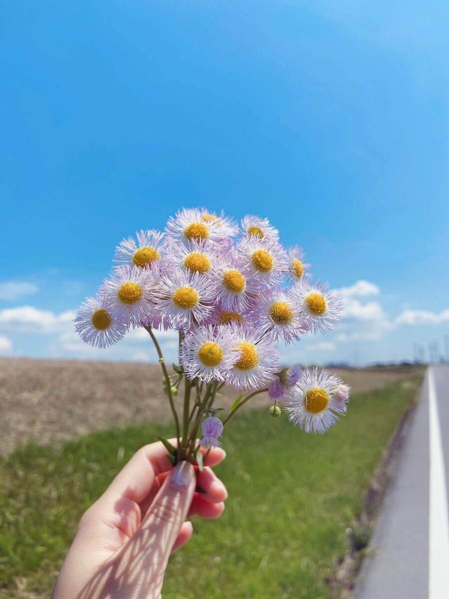 《春逝》文/ 张凤玲 诵/ 老菩提(图6)
