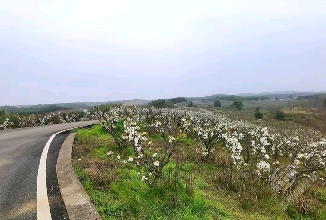 《梨花开呀开》作者:红蝴蝶 配乐:《诗画音乐》 [中国现代诗歌文化传媒]（图5）