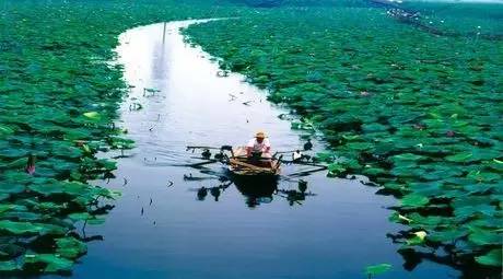 七绝.夏荷随想 作者/空天炫景（图4）