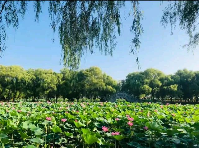 七绝.夏荷随想 作者/空天炫景（图2）