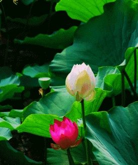 荐赏：初夏//文/韩青//《华夏诗人》征稿//都市头条（图3）