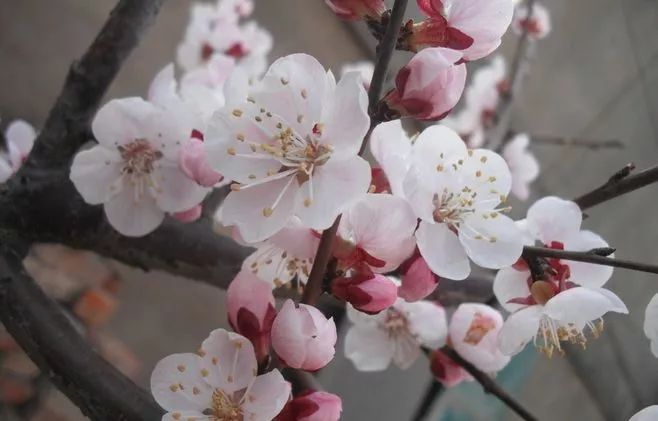 杏花雨 作者/田歌（图4）