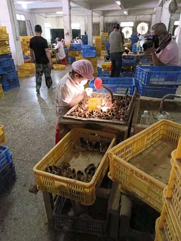 作者：林奇《樟铺纪行》9876期~新京都文艺（图3）