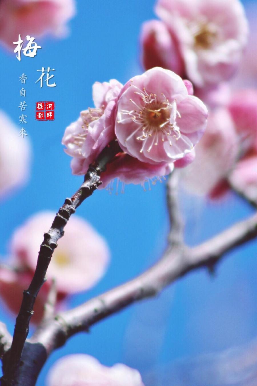 名花有主（一）诗||朱学钊（图9）