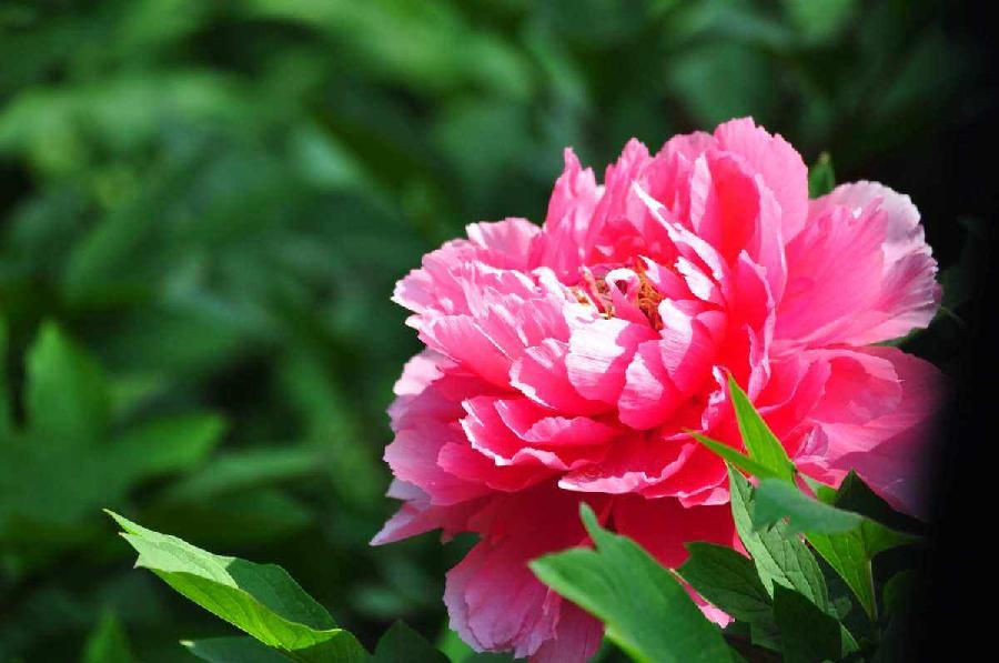 名花有主（一）诗||朱学钊（图14）