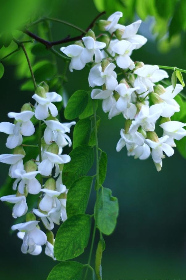 咏槐花～诗||吴永良（图9）