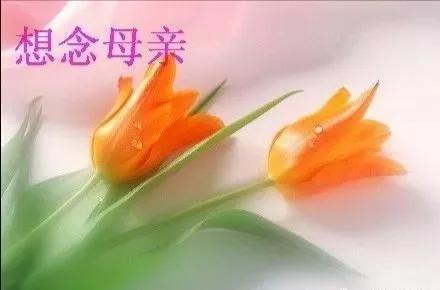 《九江文学社：北京头条》《名家专刊》《母亲节的思念 》 文/张善廷（图4）