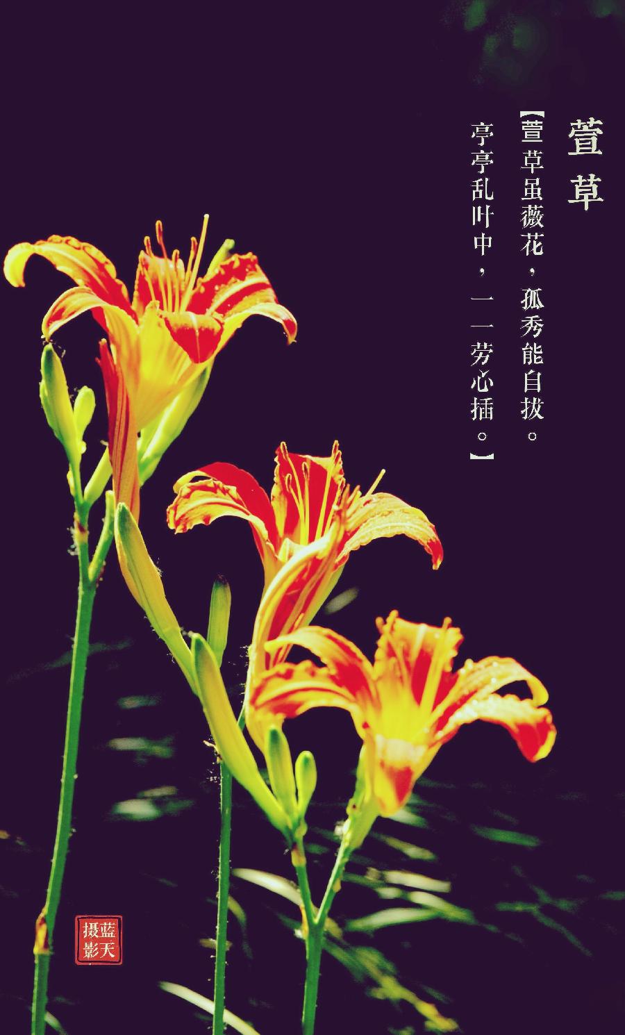 萱草魂——写在母亲节～作者||王同兆（图8）