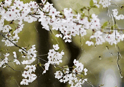 《杏花雨》作者:田歌 配乐:《诗画音乐》 [中国现代诗歌文化传媒]（图5）