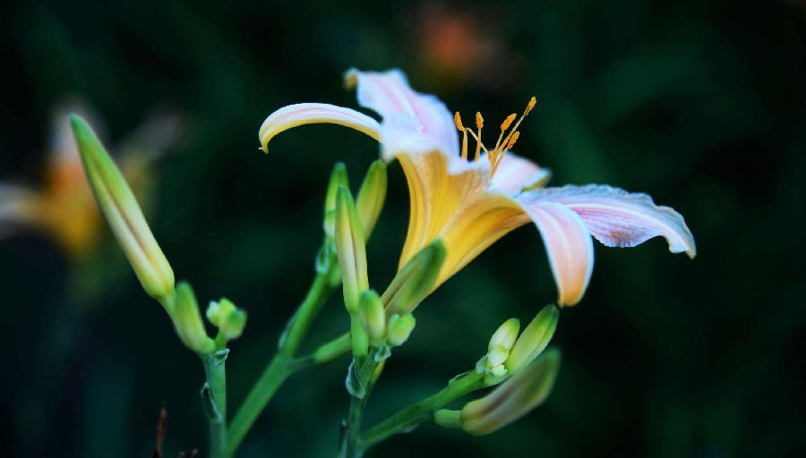 萱草魂——写在母亲节～作者||王同兆（图12）