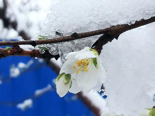 《四月，以一枚雪花谢幕》作者:冰语轻愁【主播:雪如玉】【桃源国际诗歌文化传媒】用声音传递温暖以诵读致敬人生♬（图6）