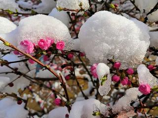 《四月，以一枚雪花谢幕》作者:冰语轻愁【主播:雪如玉】【桃源国际诗歌文化传媒】用声音传递温暖以诵读致敬人生♬（图8）