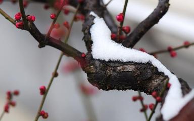 《四月，以一枚雪花谢幕》作者:冰语轻愁【主播:雪如玉】【桃源国际诗歌文化传媒】用声音传递温暖以诵读致敬人生♬（图7）