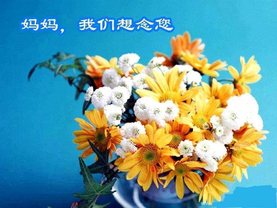 鹧鸪天（杨子体）·母亲节里梦娘亲 作者:豫南杨 主播:蝴蝶兰（图3）