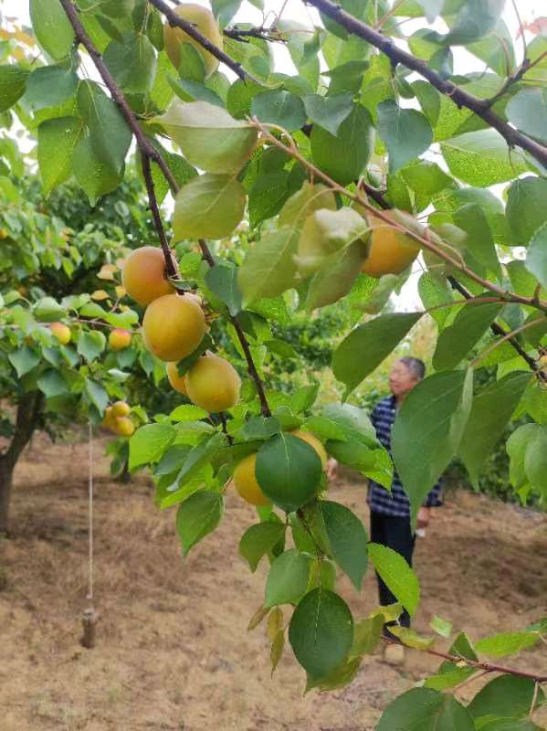 郭永立的《七绝·初夏果园行》