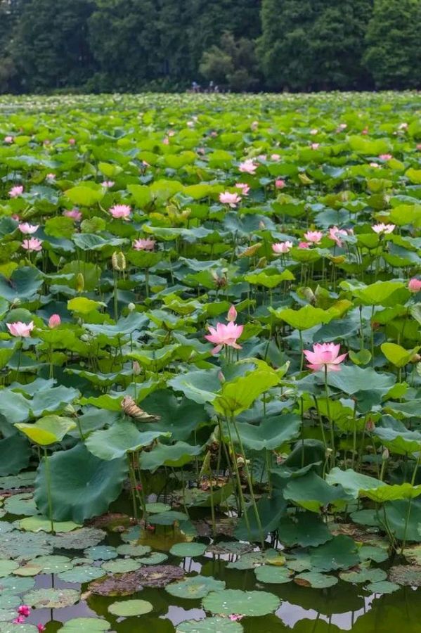推荐欣赏丨王建华先生诗歌专辑（六首）（图6）
