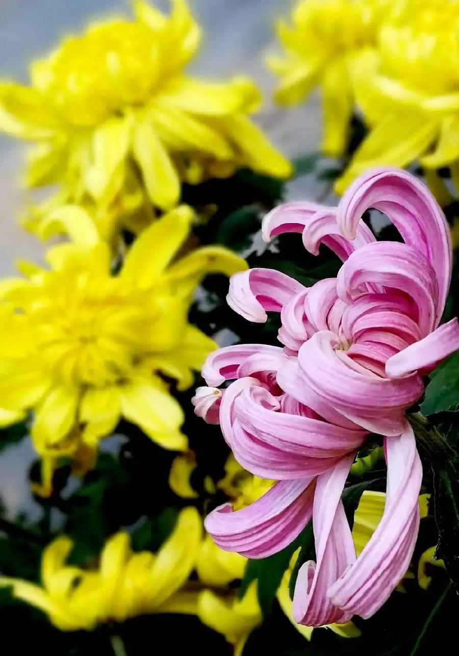 名花有主（二）诗||朱学钊（图9）