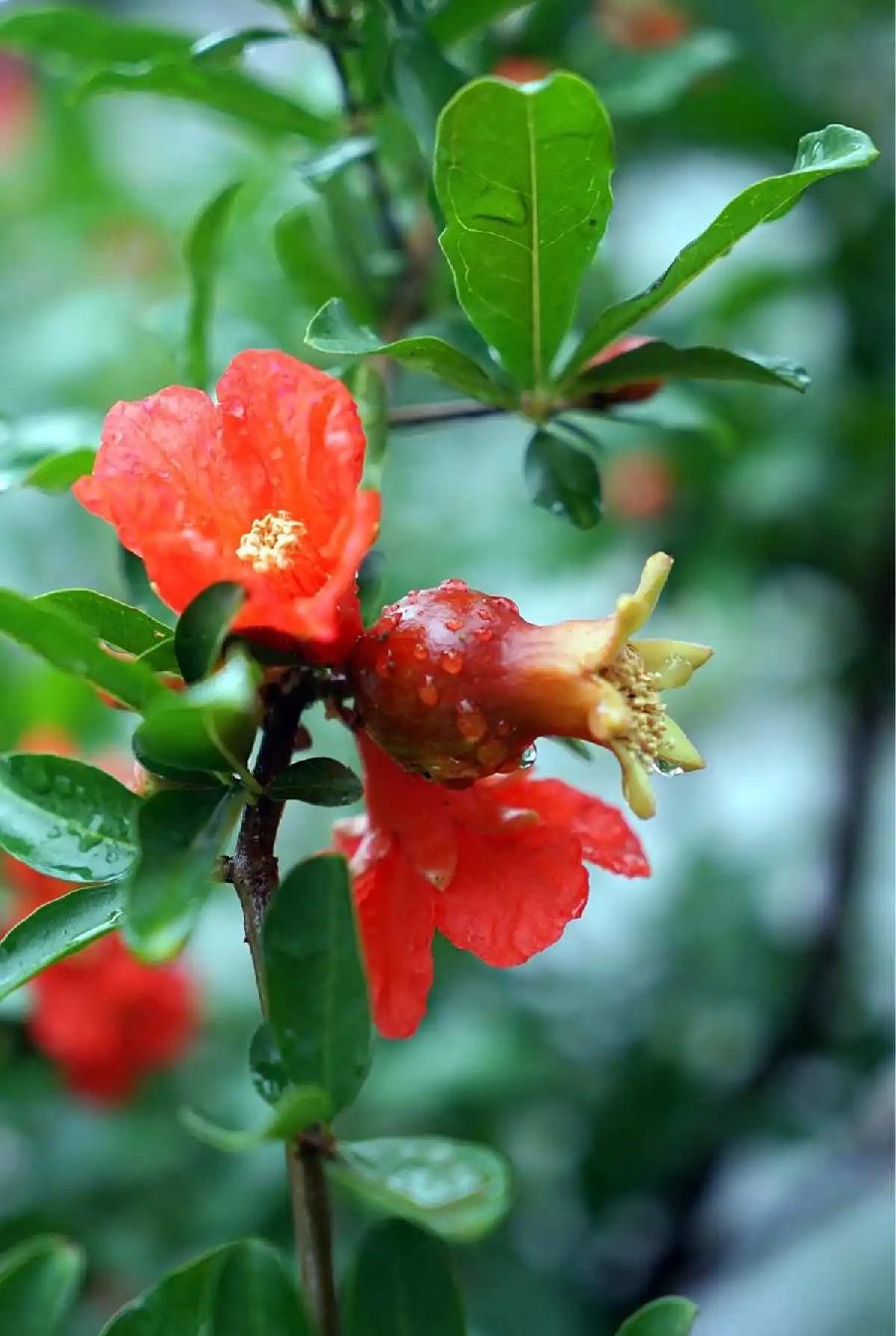 青玉案-问榴花～词||刘瑞宝（图8）