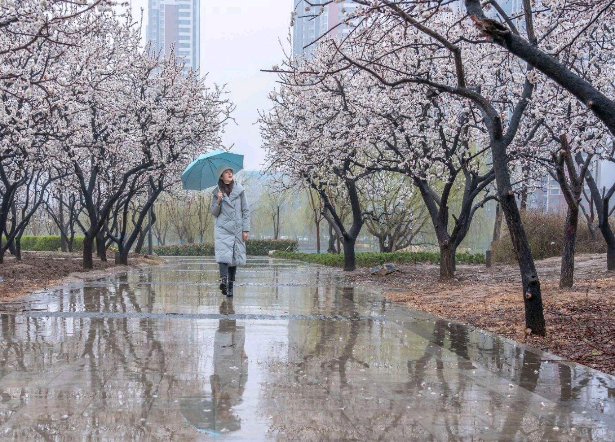 【新山东文学社】《杏花雨》作者/田歌 主播/星空（图7）