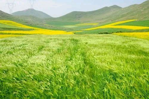 欣赏马尚云老师七律.清夏吟（图2）