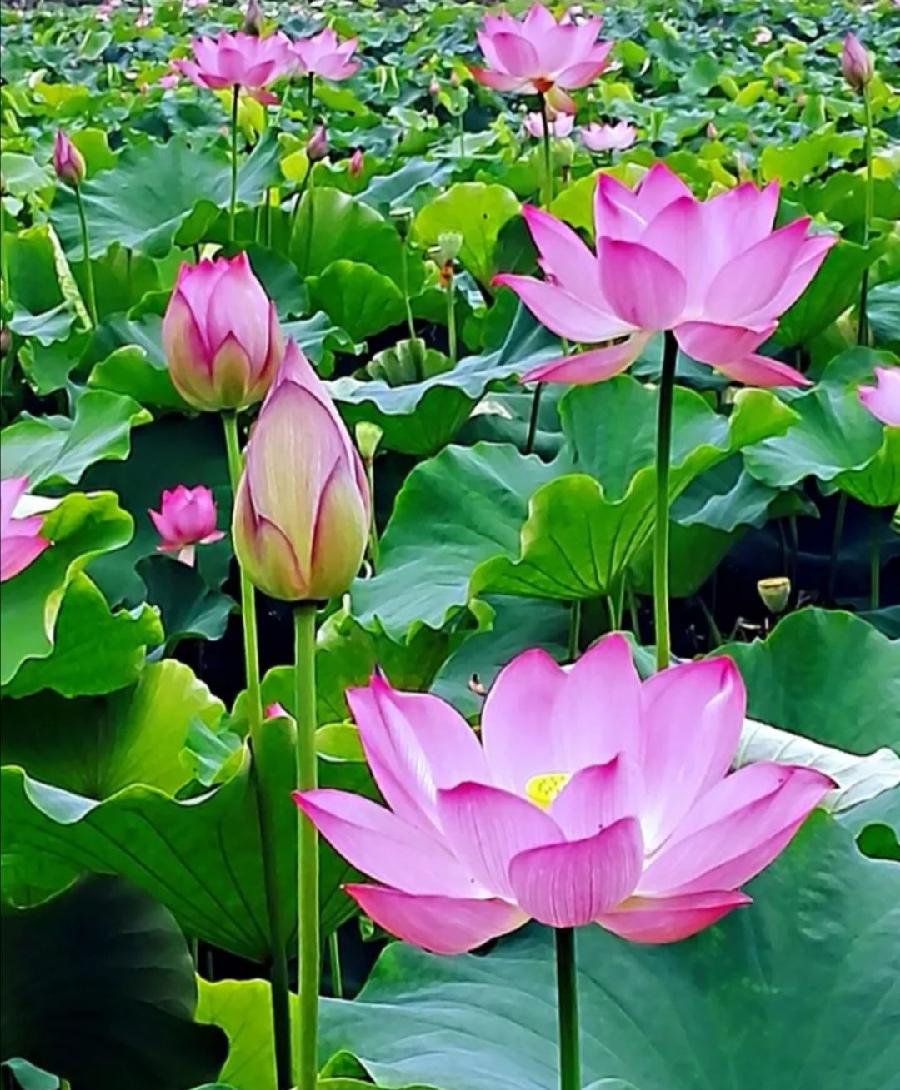荷花01 荷花01